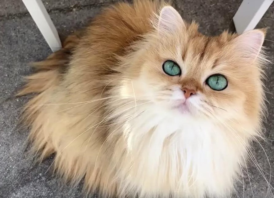 Long-hair beautiful, orange tabby cat